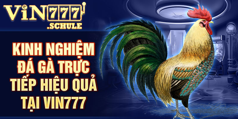 Đá Gà Trực Tiếp